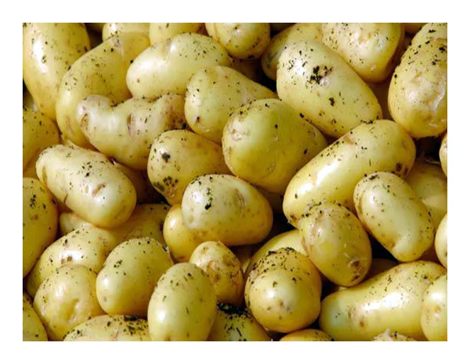Heurigekartoffel 1kg